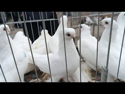 Pigeon Fair Crimea Bakhchisarai