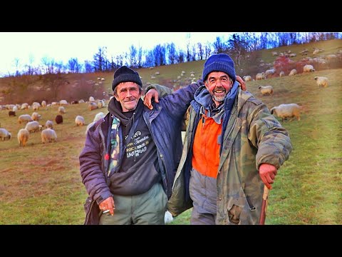 Od 700 OVACA DAJEM POLA STADA samo DA OŽENIM svog ASIMA JARANA ONA ona VRIJEDI MILIONA