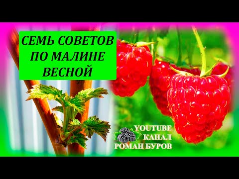 СЕМЬ советов по МАЛИНЕ весной для большого урожая летом Как выращивать малину на даче  #garden