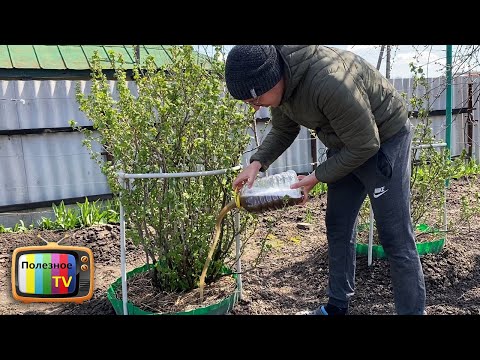 I feed the currant bushes with this in April and May, then I distribute the berries to everyone!