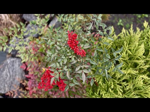 ДЕКАБРЬСКОЕ ВЫГОРАНИЕ…НО ПРИРОДА НЕ СПИТ! ПРОГУЛКА ПО САДУ! 