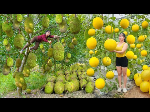 REWIND TIMELAPSE --245 Days Harvest Lots Of Big Jackfruit, Grapefruit, Watermelon Go To Sell