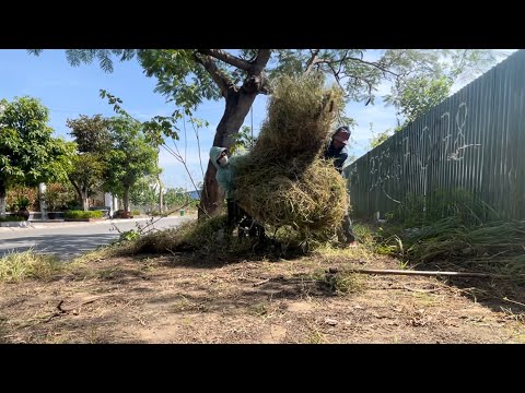 Join Us to Clear Overgrown Sidewalks and Reclaim the Beauty of Our Streets from Weeds and Overgrowth