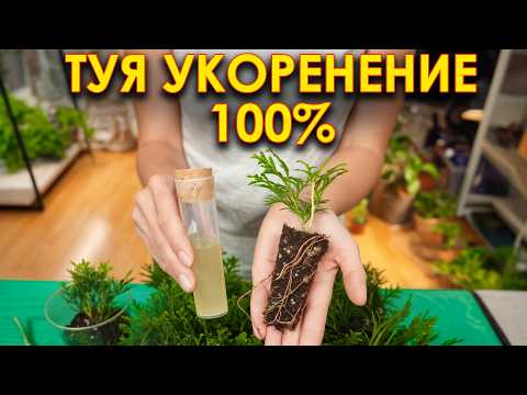 После ЭТОГО туя точно даст корни и вырастет в 2 раза быстрее! Проверенный способ!