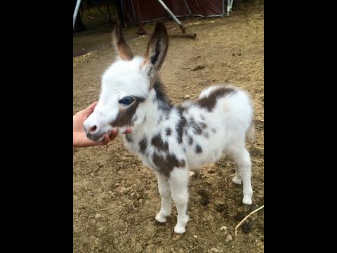 🐕 The best funny animal videos to lift your spirits! 🐈 You'll laugh! 😺