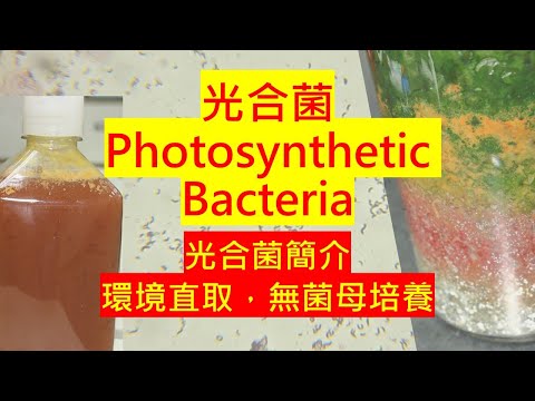 光合菌PSB介紹與培養，一次滿足