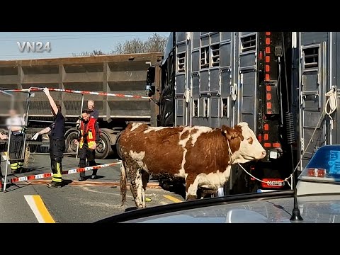 VN24 - Animal transport loses cattle in accident on the freeway