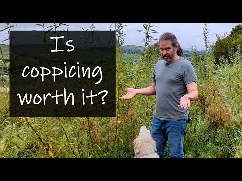 Coppice willow for free firewood forever! It’s crazy simple!