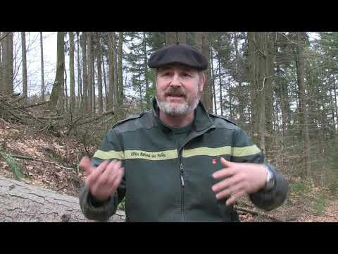 L’Office national des forêts (ONF) en plein tourment - interview de Philippe Busché