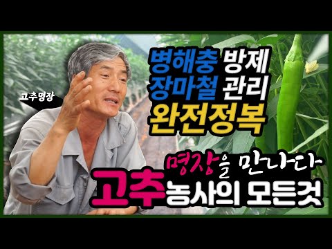[명인을 만나다] 고추 명장에게 배우는 꿀팁! 병해충 방제부터 장마철 관리까지 완전정복!