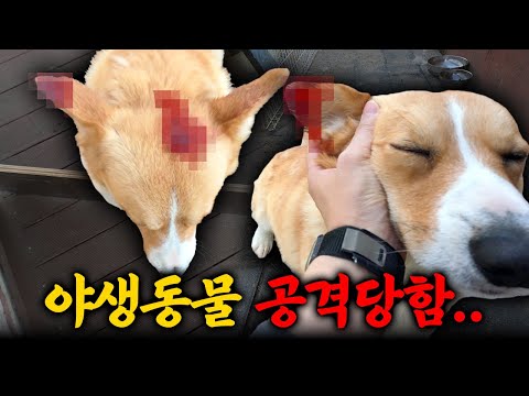 My dog was attacked by a wild animal...