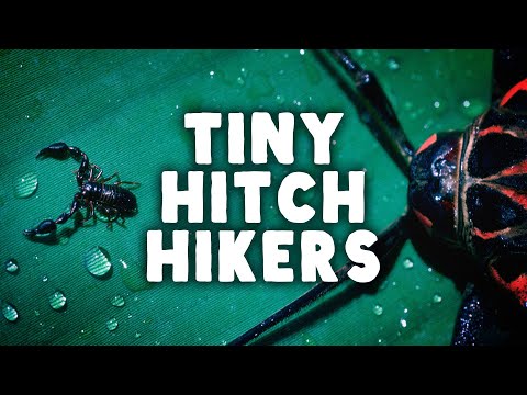 The Tiny Scorpions* In Your House