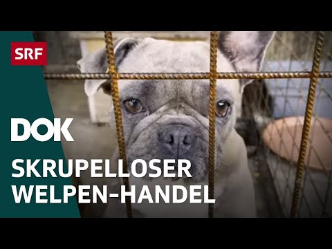 Welpenkauf im Internet –Todkranke Hunde aus Qualzuchten | Doku | SRF Dok