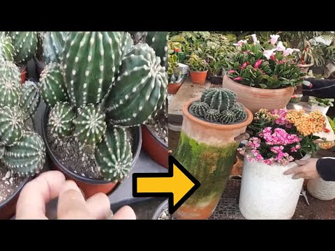 How to Grow a Cactus Beautifully for 10 Years Without Repotting (We'll teach you everything from ...