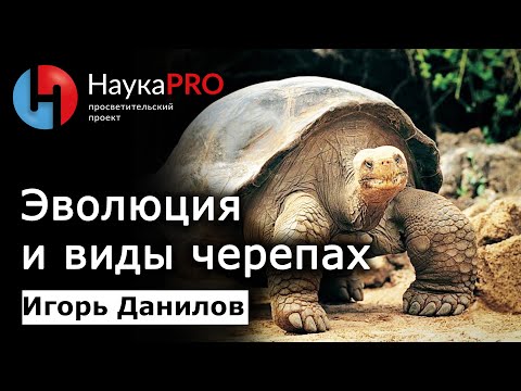 Эволюция и виды черепах | Лекции по зоологии – Игорь Данилов | Научпоп | НаукаPRO