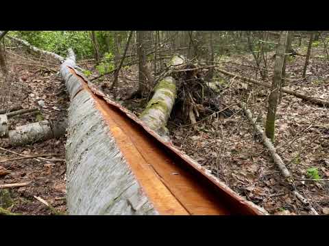 Birch Bark Canoe Build - Bark, Sheathing & Thwarts | WOODWORKING | BUSHCRAFT | CANADIAN WILDERNESS