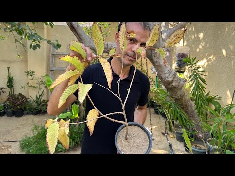 اصفرار واحتراق أوراق الشجر وتيبس وموت النبات 🍂🍁مشكلة تحتاج إنقاذ وحل فوري ( الاسباب والعلاج )