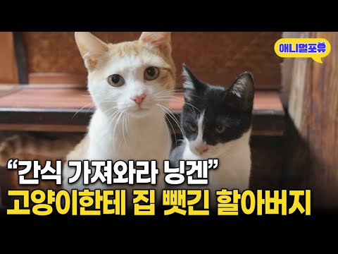 무단 침입한 고양이 밥 줬다가 집 뺏긴 털보 할아버지 I KBS 동물극장 단짝 220211 방송