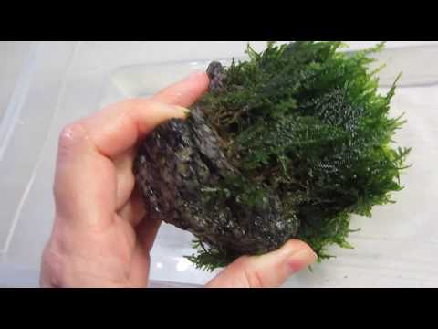 I tie Java moss to the stones