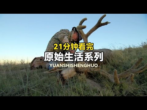 山地硬汉系列：猎人饲养野牛狩猎麋鹿，寒冬驱赶荒野灰熊！