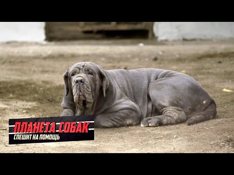 Мастино неаполитано. Планета собак спешит на помощь 🌏 Моя Планета