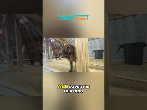 Limited Homes! Get Your Black Ace Before They're GONE! #shorts