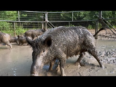 Trapping wild hogs in a nasty corn field. Stuck my Can Am. Broke my truck.