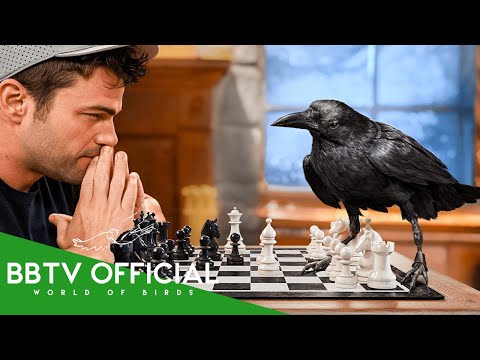 15 Smartest Birds In The World: You Won’t Believe How They Use Their Intelligence | BBTV Official