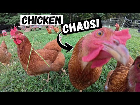 Taking Care of Over 400 Chickens… Every. Single. Day.