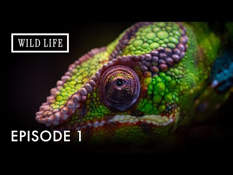 The Secret Life of Nature’s Shape-Shifting Lizards | Chameleons Of The World | Episode 1