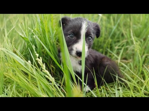 Small Puppy's Life Changes Completely After Being Rescued