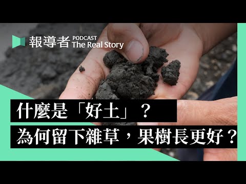 他跑遍全台為土壤「診療」、他用枯葉樹枝養地30年：什麼是「好土」？為何把雜草留下，果樹反而長更好？｜The Real Story