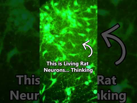What does neurons thinking... look like?