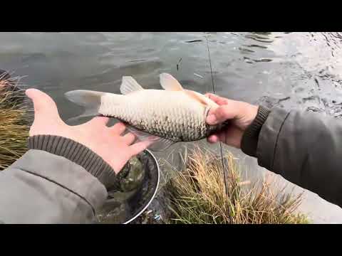 Бурштин 2025 Фішер + Донка