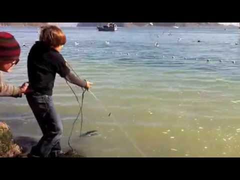 Sausalito Herring Spawn