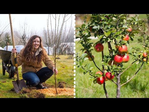 How to Plant Fruit Trees for MAXIMUM Growth and Harvest