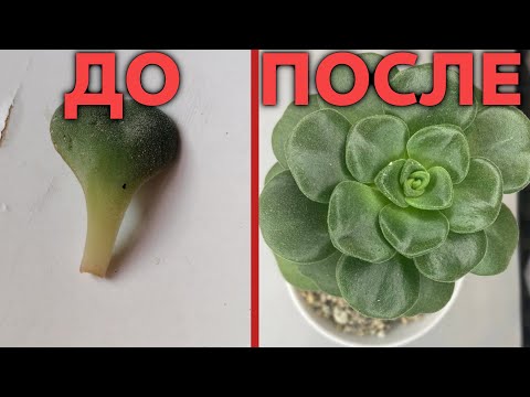 как ПРАВИЛЬНО размножать СУККУЛЕНТЫ листиком