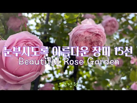 #40, 감탄 할만한 아름다운 장미 구경해요 / 가심비 최고인 장미 15종 선택 / 세상에 없는 Bonny Rose 의 진귀한 모습 /