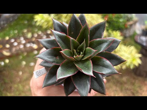 Caring for your succulents ⚠️ #succulents #plants #flowers