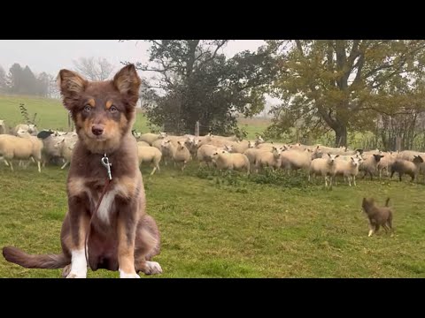 Copper sheepdog puppy meets sheep for the first time - first day of sheepdog school 