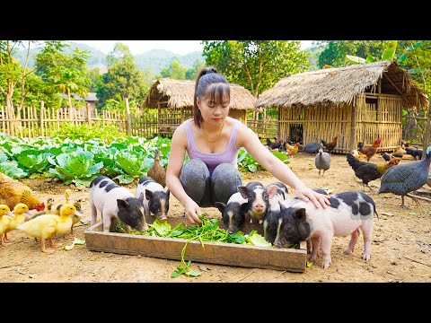 Buy Many Piglets & Ducklings in Bulk to Raise - Taking Care Of The Farm