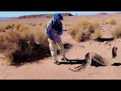 🔴مغامره خطيره🔞 صيد اضخم الافعى☝️ الهيشه في صحراء المغرب نطلب من الله السلام والعافيه 🇲🇦