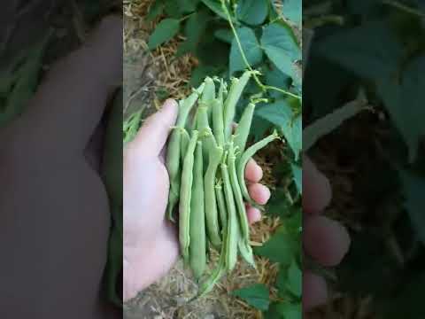 Petit tour du potager