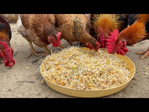 The Best Organic Poultry Farming Process Today - Organic Poultry Farm