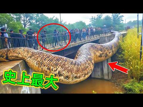 超罕見！史上捕獲到最大的蛇｜我知道大，但沒想到原來可以那麼大#最大的蛇 #世界最大的蛇 #捕獲最大的蛇 #巨蛇 #大蛇 #巨蟒 #森蚺 #蟒蛇 #王宇觀地球 #世界之最
