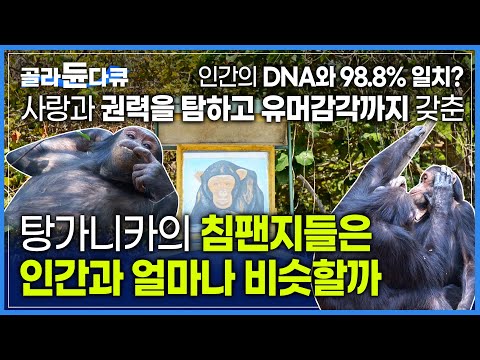'안아줘' '밥줘' 사람처럼 사랑과 권력을 탐하는 침팬지들이 사는 곳 '탕가니카 호수'ㅣ인간과 DNA 98.8% 일치?ㅣ제인구달이 침팬지를 연구한 곳ㅣ#골라듄다큐