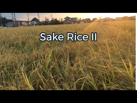 Sake Rice II: More about how sake rice is different, special and leads to better sake.