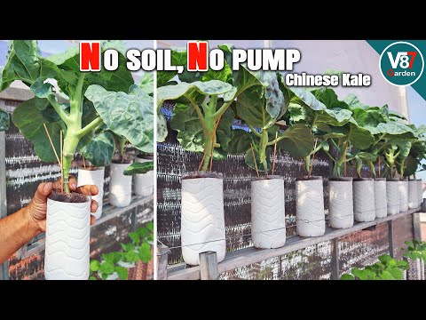 How to Grow Chinese Kale Hydroponically | DIY No Soil No Pump