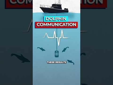 Scientists Discover First 'Words' of Dolphin Language