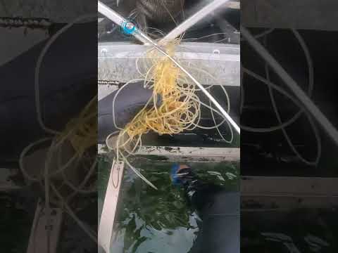 Baby Seal Saved From Fishing Line #shorts